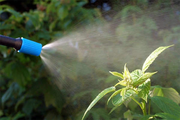 Control Pests, Weeds, and Diseases 