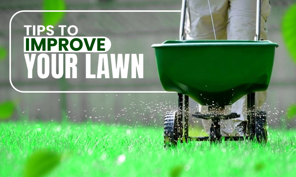 improve your lawn