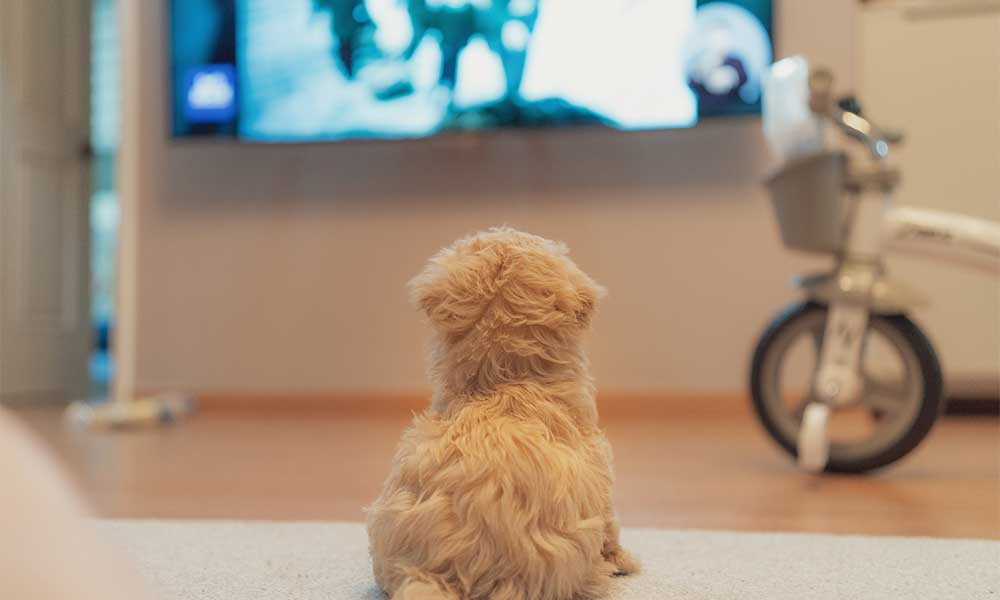 tv-stations-for-dogs