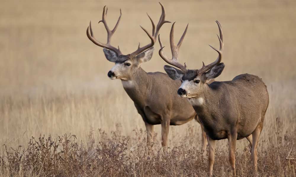 Deer-Hunting