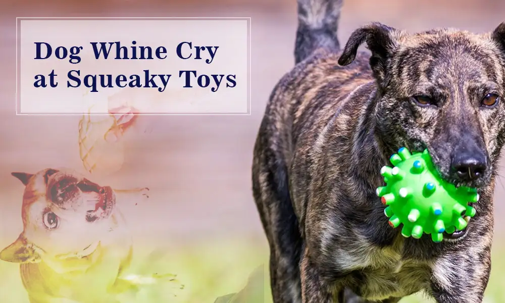 Dog Whine Cry at Squeaky Toys