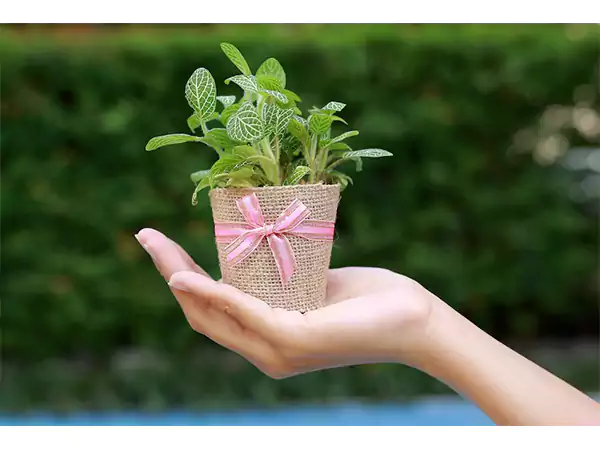 Plant as a gift