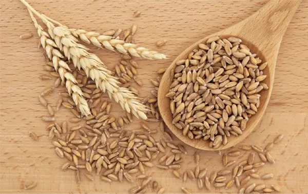 Spelt Grains